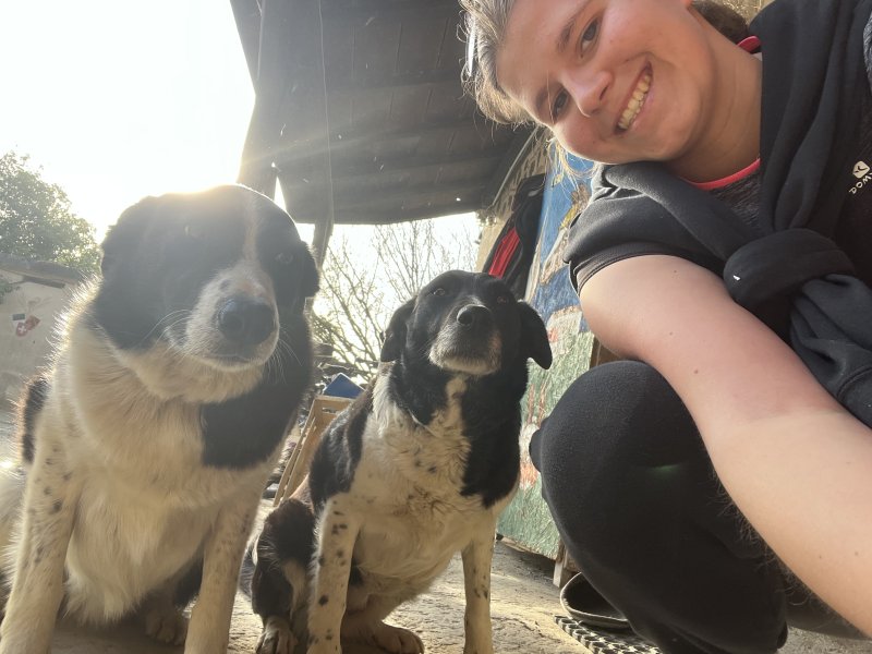 mes amis  les  chiens