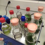 MICRO ALGAE INTERVENTIONS IN LYCEE AGRICOLE  SAINT CHRISTOPHE