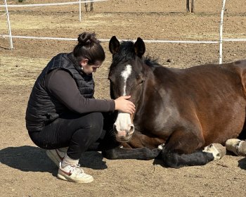 image Moment calme avec un cheval 
