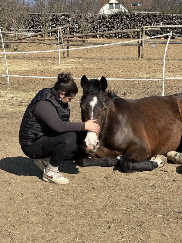 Moment calme avec un cheval 