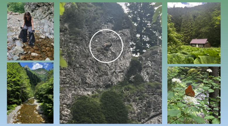 plusieurs images du paysages (rivières, forets, chamois...)