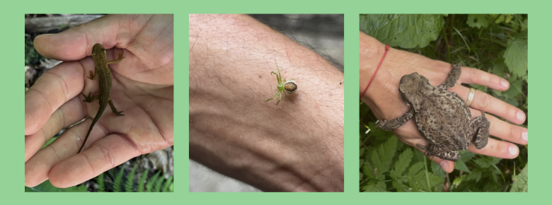 Triton alpestre, Thomise tricolore, crapaud vert
