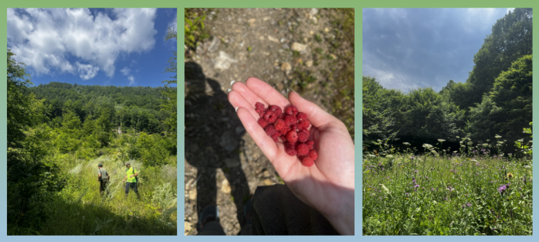 Images paysage et framboises sauvages