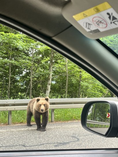 ours au bord de la route