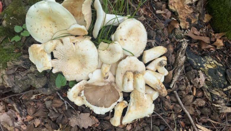 récolte de champignons