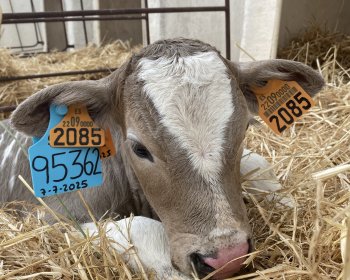 image Mon séjour dans une ferme proche de girone 