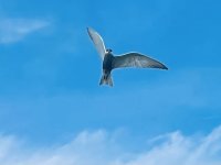 Mon stage en Roumanie 