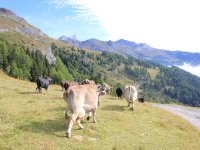 Mon stage en Suisse 