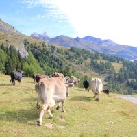 Mon stage en Suisse 
