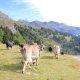 Mon stage en Suisse 
