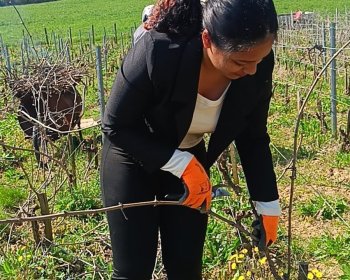 image ne journ&eacute;e dans les vignes