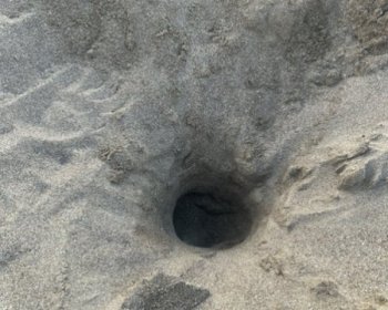 image NEST