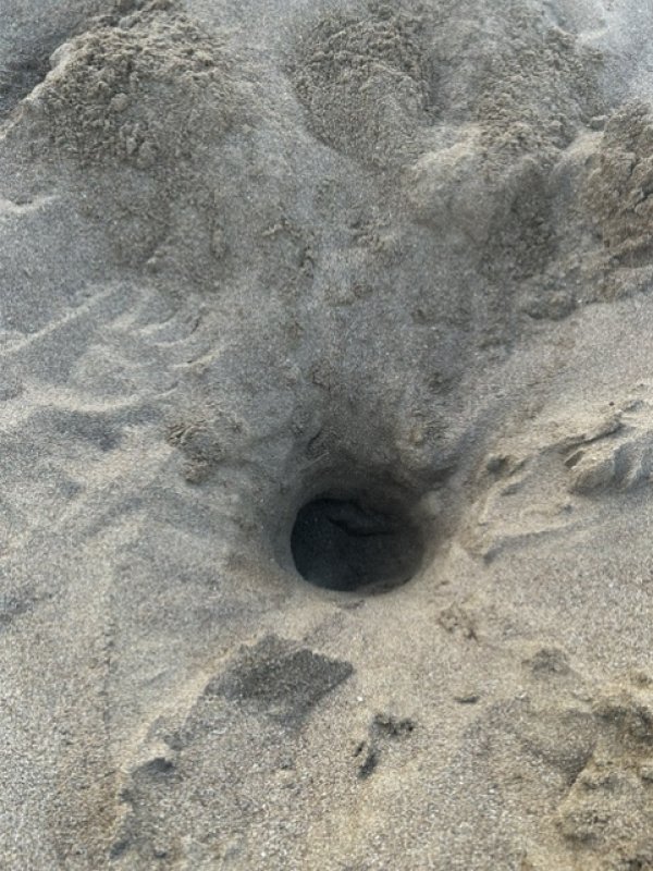NEST