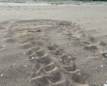 image Nid de tortue