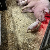 Nouvelle ferme, nouvelle production 