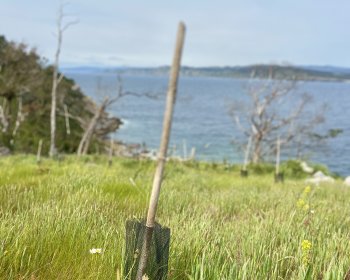 image Nouvelle zone , jeune Ch&ecirc;ne et rubalise.🌳🎗️