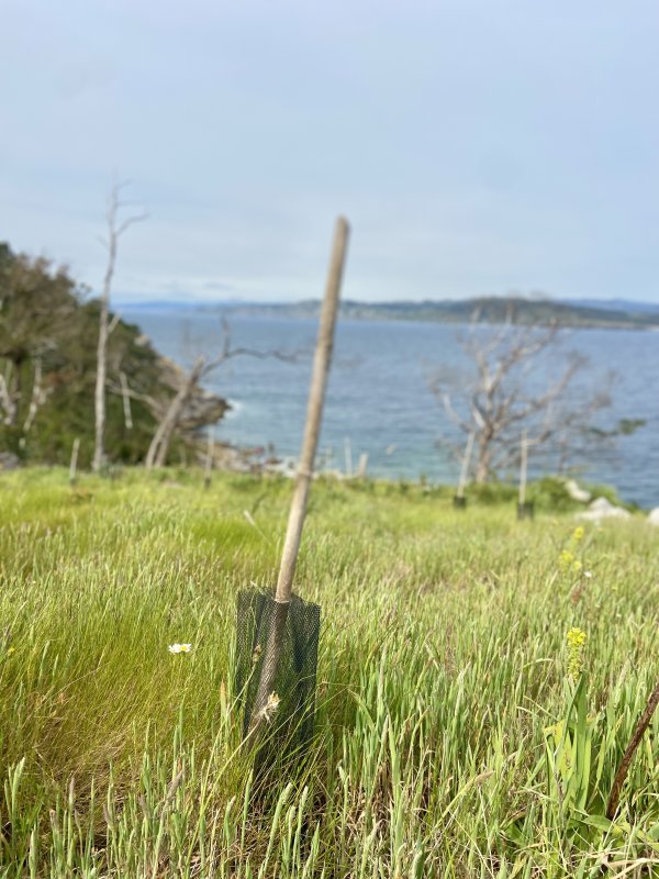 Nouvelle zone , jeune Ch&ecirc;ne et rubalise.🌳🎗️