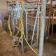 Parage des vaches en lactation ! 