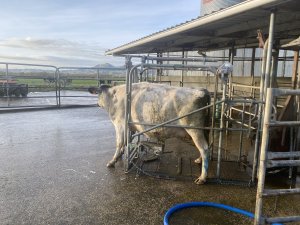 Parage des vaches