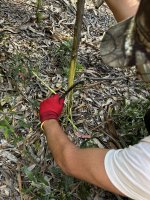 Pelage acacias 