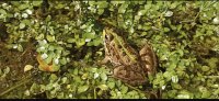 Pelophylax Perezi, qui es tu ?