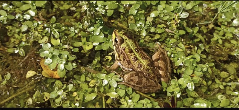 Pelophylax Perezi, qui es tu ?