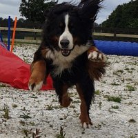 Pension canine/féline à Namur en Belgique
