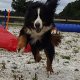 Pension canine/féline à Namur en Belgique