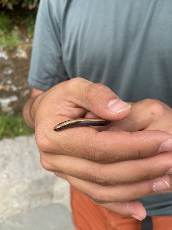 Petite surprise sur le premier chantier !🐍