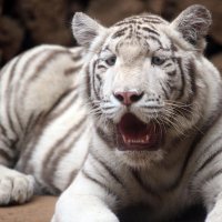 Première expérience au zoo de Castellar