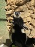 image lemur.jpeg (3.9MB)