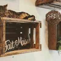 Présentation des chats