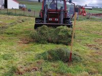 Ramassage de l'herbe pour les taureaux  🐂 