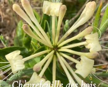 image Rencontre parfum&eacute;e : le ch&egrave;vrefeuille des bois🪻