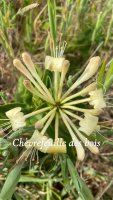 Rencontre parfumée : le chèvrefeuille des bois🪻