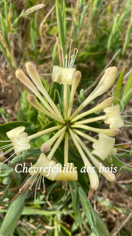 Rencontre parfum&eacute;e : le ch&egrave;vrefeuille des bois🪻