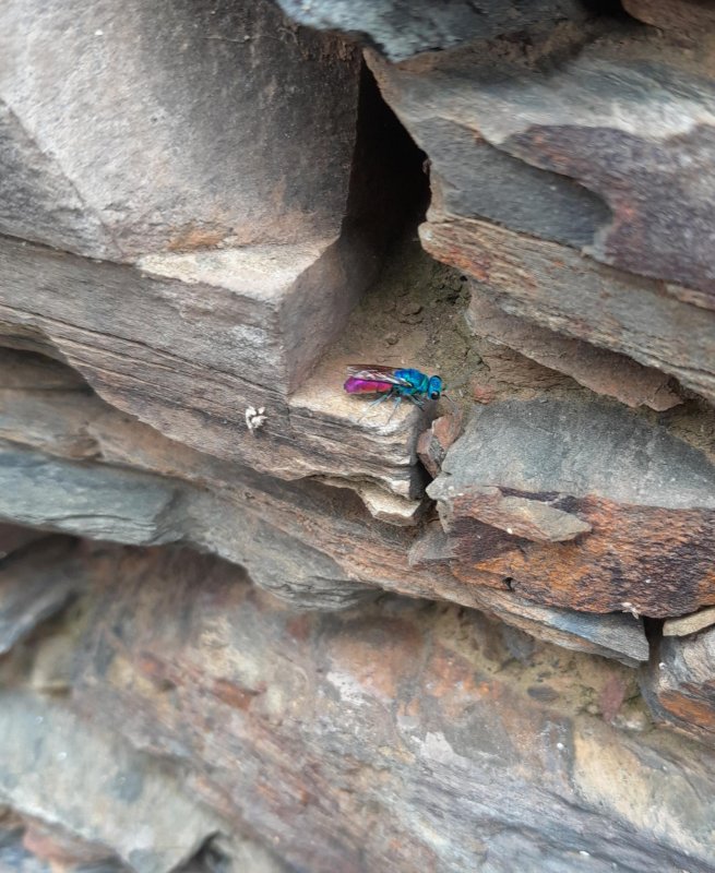 Rencontre rayonnante sur un mur en pierre sèche