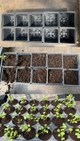 🌱 Repiquage en cours ! 🌱 