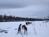 Retour à la vie de musher !