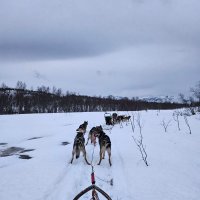 Retour à la vie de musher !