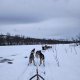 Retour à la vie de musher !