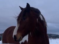 Retour chez les cochons