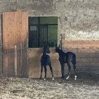 Retour en stage chez Tomaz