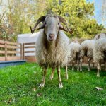 Sheep And Goat Farm