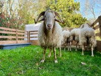 Sheep And Goat Farm