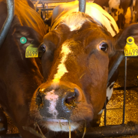 SKJETLEIN N'A PLUS DE SECRETS POUR NOUS - EPISODE 4