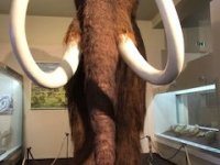 Slovakia - Natural history and Stunned fish