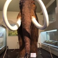 Slovakia - Natural history and Stunned fish
