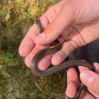 Sortie reptiles 