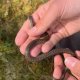 Sortie reptiles 